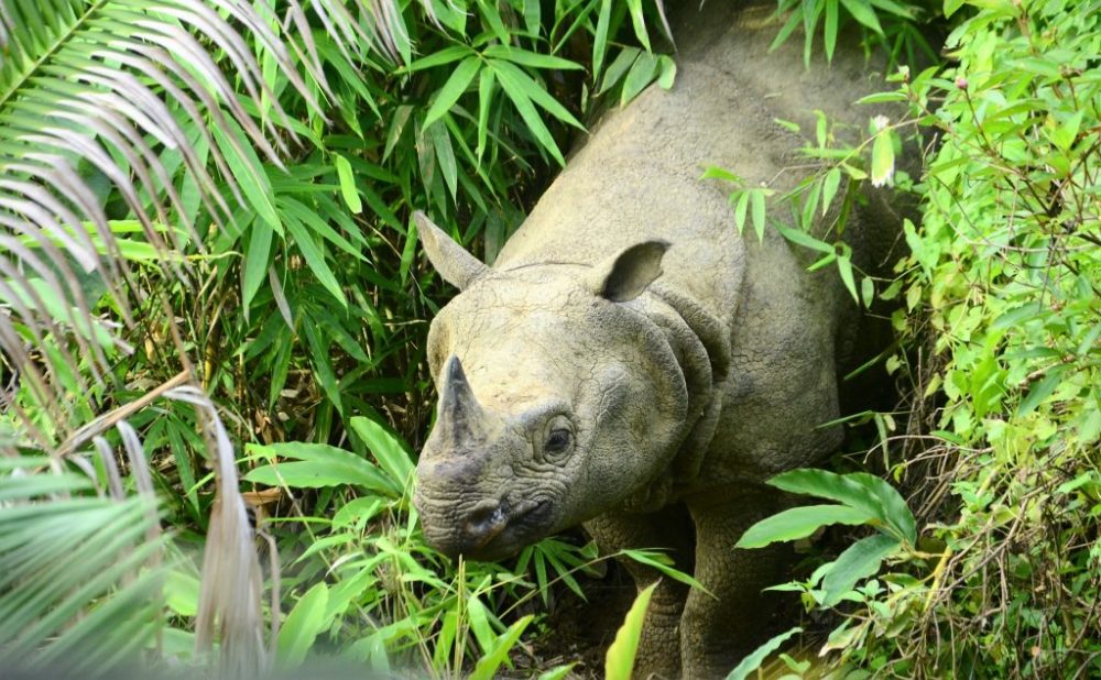 javan rhinoceros animals in danger project