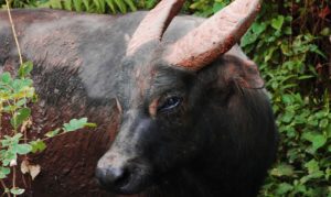 Tamaraw close-up photo