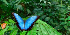 Morpho Butterfly in Moskitia rainforest