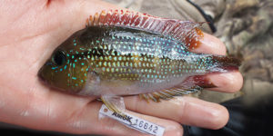 Fish affected by fishing with pesticides in the Indio Maiz Biological Reserve