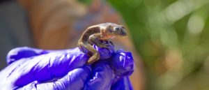 Rescued Loa Water Frog in Chile