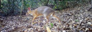 Rediscovered Silver-backed Chevrotain in Vietnam