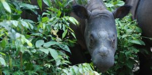 Sumatran Rhino