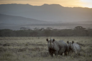 Two black rhinos at sunset