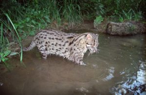 Fishing cat