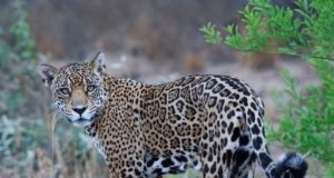 A Jaguar and its cubs in the Bolivian Chaco.