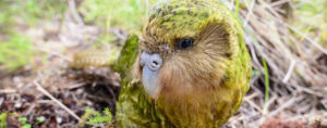 Sirocco the Kākāpō