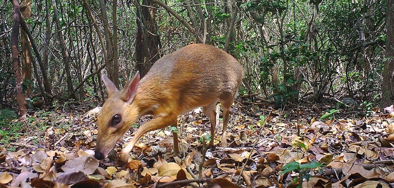 FOUND: Miniature Fanged ‘Deer’ Rediscovered Tiptoeing Through Vietnam’s ...