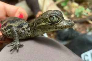 Apaporis Caiman close-up