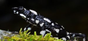 Starry Night Harlequin Toad rediscovered to science