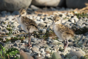 The Critically Endangered Kakī is benefitting from a new brooder room