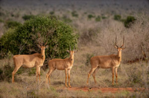 The Critically Endangered Hirola is a skittish, evasive animal and hard to photograph