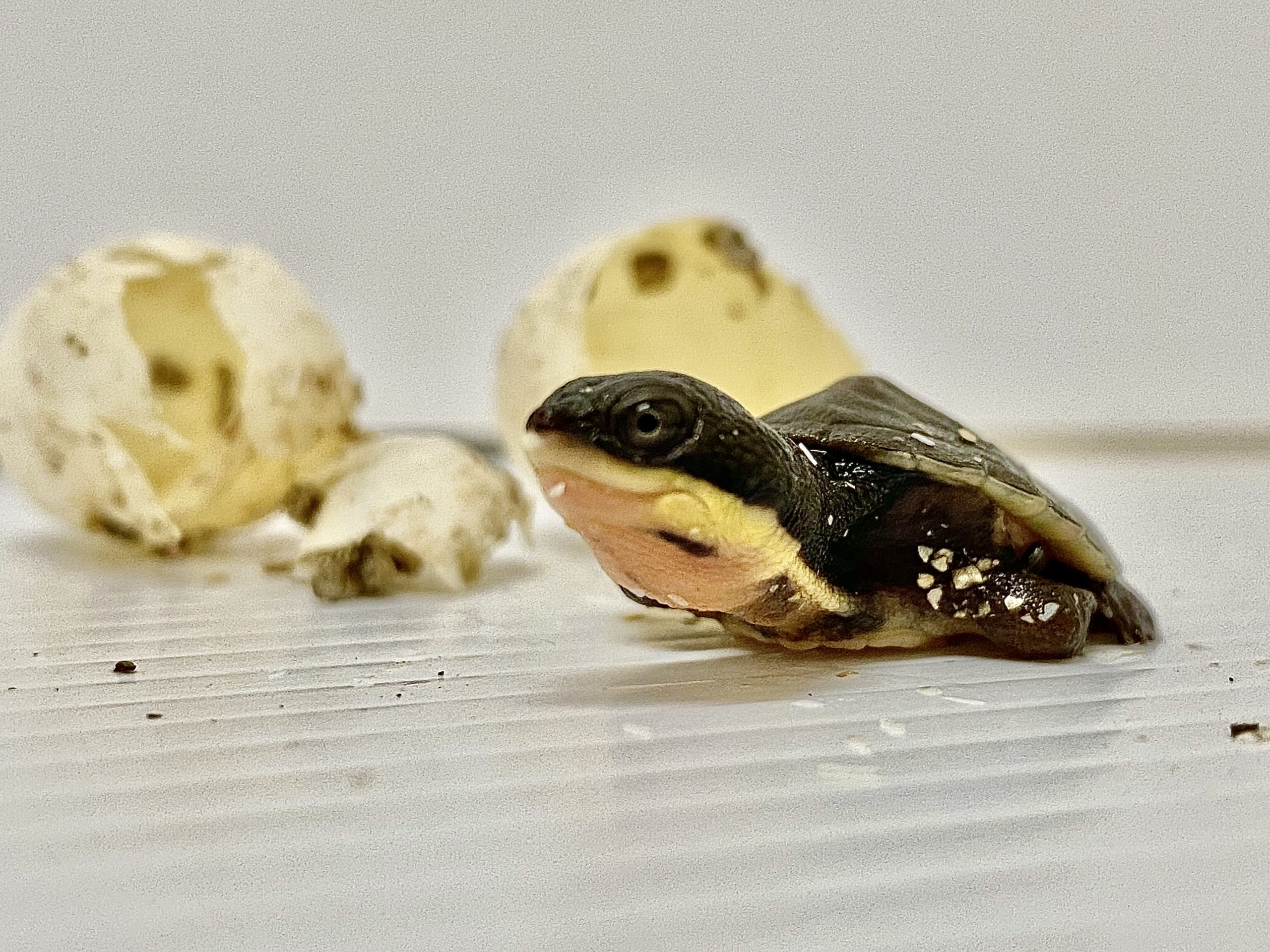 Hope in the Land Down Under: Endangered Manning River Turtle Eggs Hatch ...