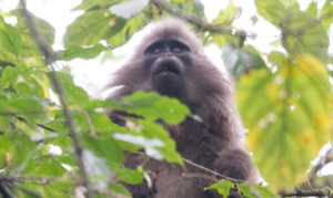 Kipunji Monkey in Tanzania. Credit: John C. Mittermeier