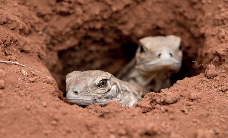 The Jamaican Iguana Will Soon Have a Permanent Home on Goat Islands ...