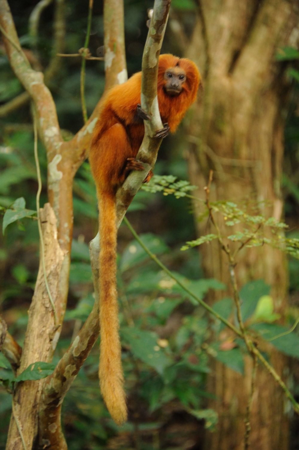 Reflections On The Golden Lion Tamarin Global Wildlife Conservation