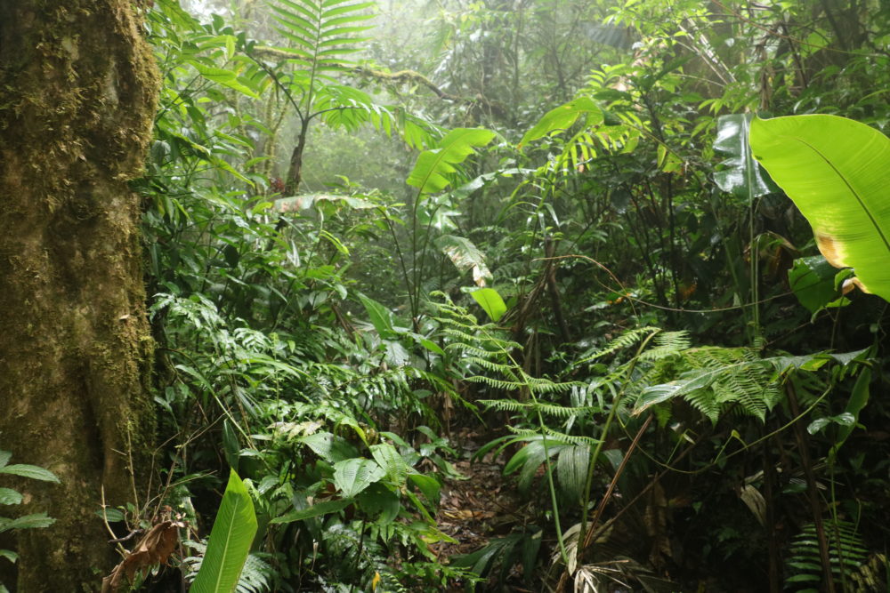 Chasing Hope for Costa Rica’s Golden Toad - Global Wildlife Conservation