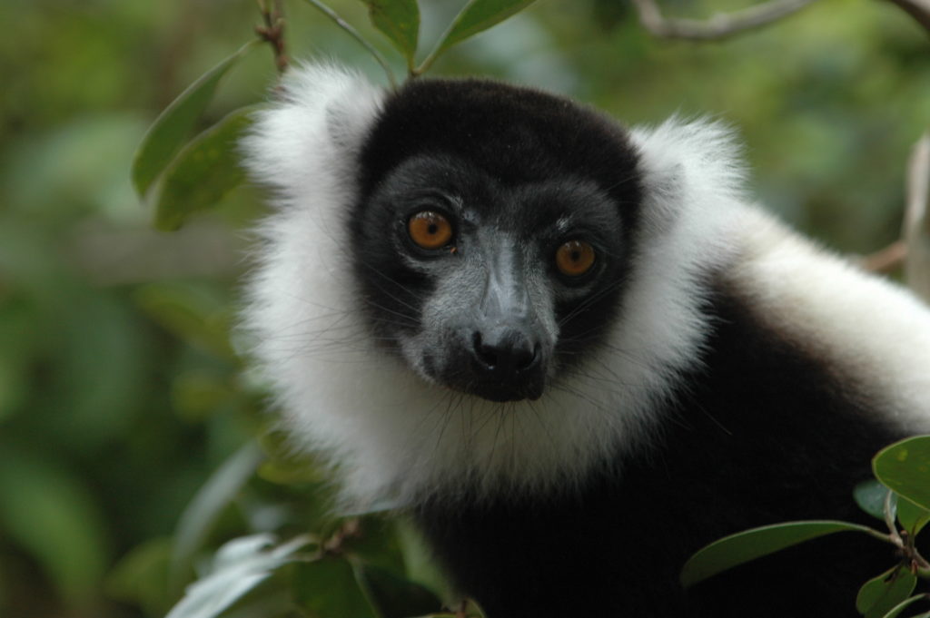 Conservationists Mobilize To Help Endangered Lemurs In Madagascar ...