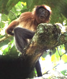 A Kisangani Red Colobus sitting in a tree