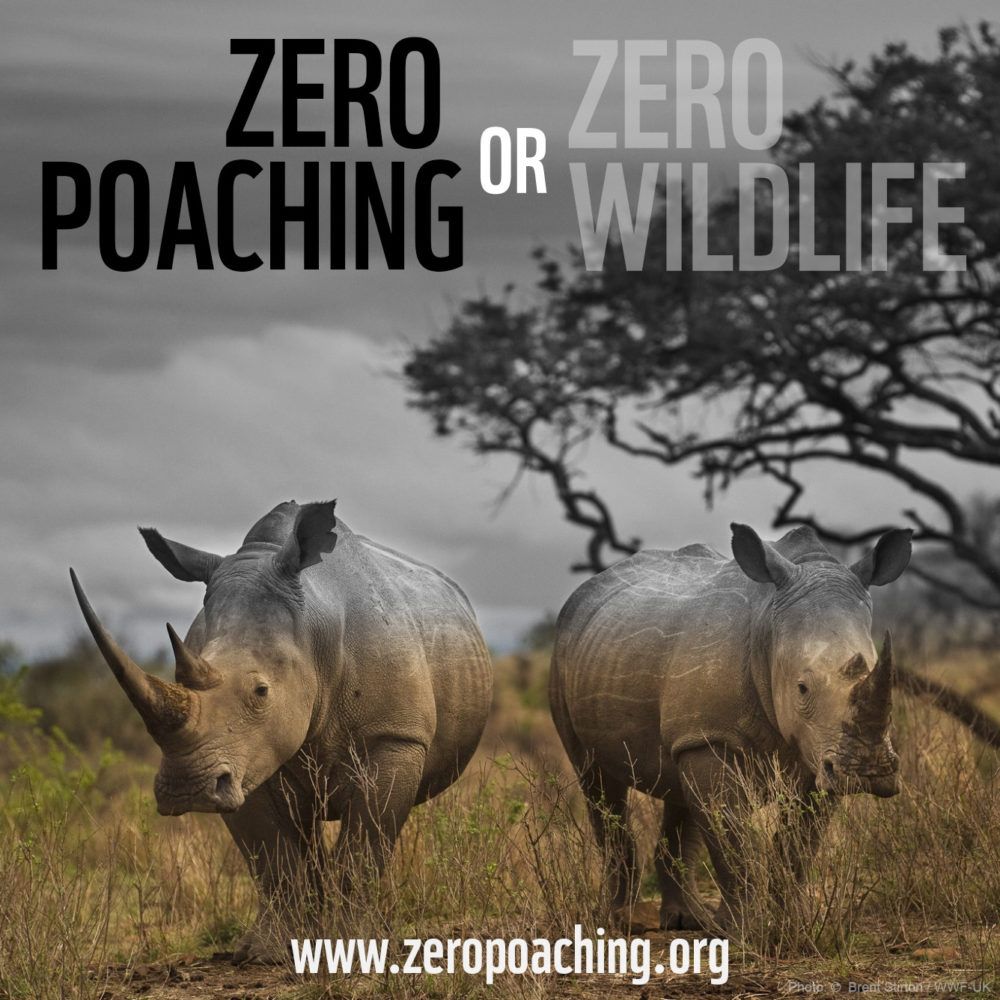 Engaging Communities And Rangers To Prevent Poaching - Global Wildlife ...