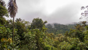 Cloud forest of Manduriacu Reserve in Ecuador