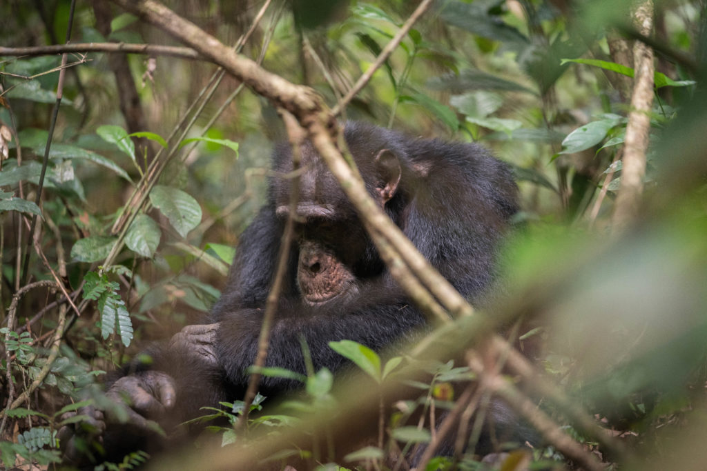 A New Western Chimpanzee Action Plan Digs Deeper Into the Reasons