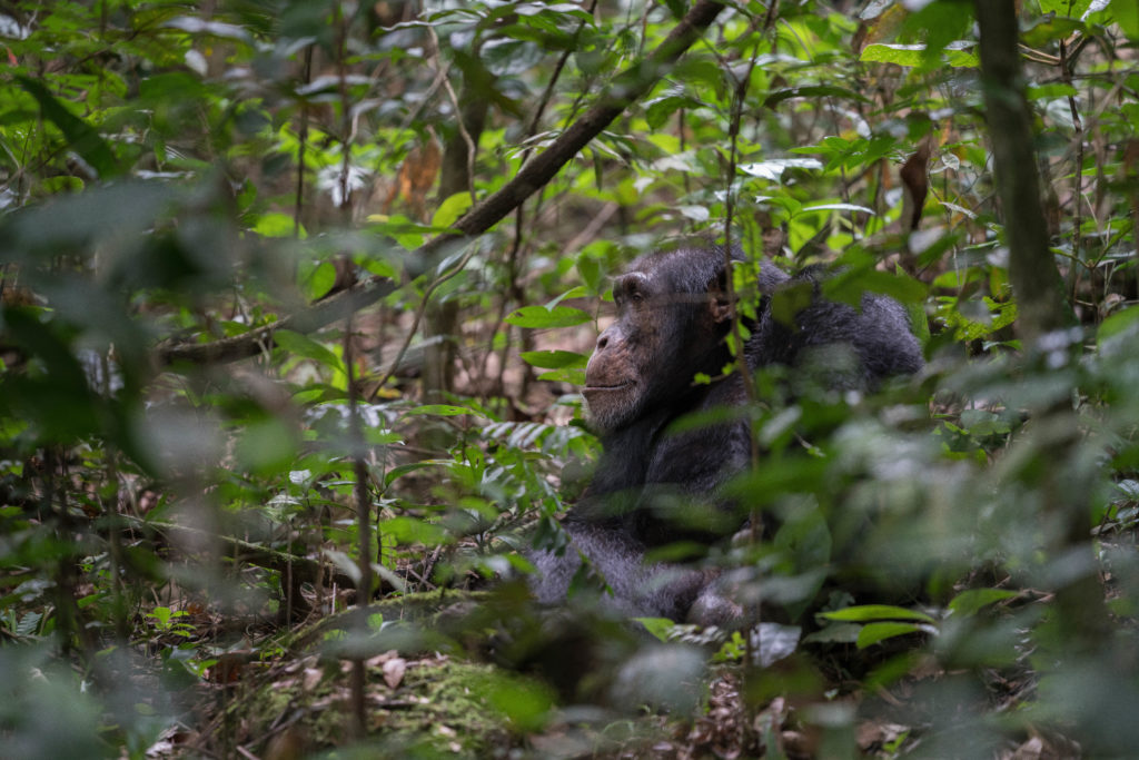 A New Western Chimpanzee Action Plan Digs Deeper Into the Reasons