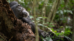 Western Chimpanzee lying against a tree trunk with an arm extended.