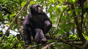 A Western Chimpanzee sitting in the branches of a forest.