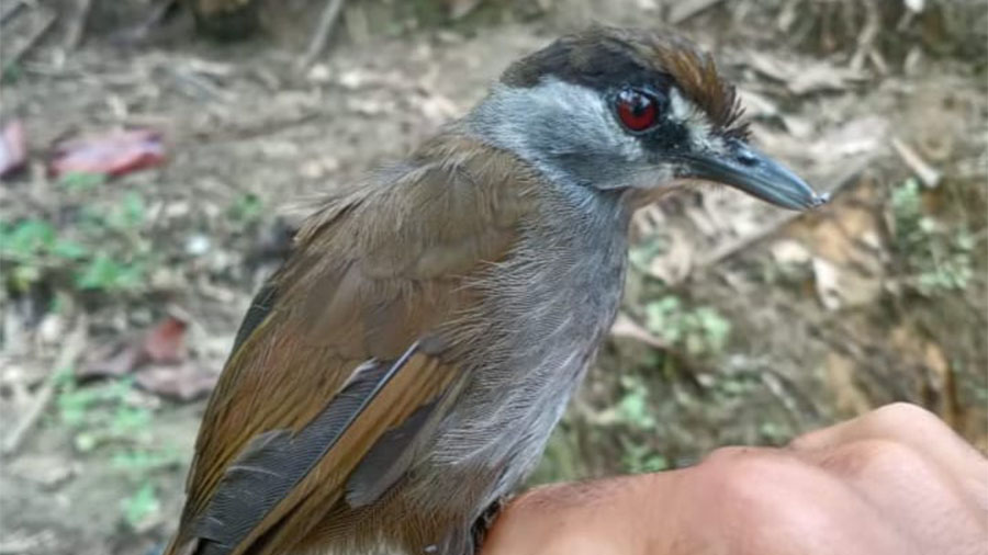 Black-browed babbler being held