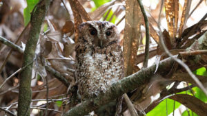 Rajah Scops Owl sitting on a branch.